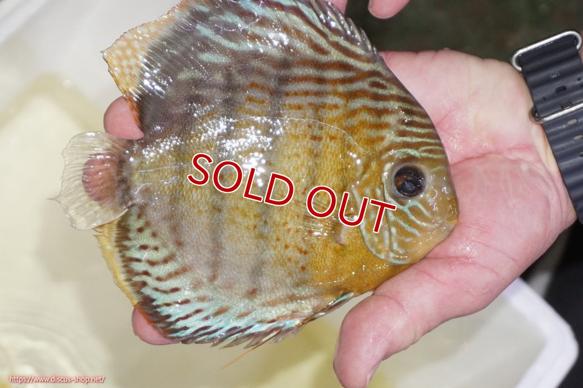 画像2: 【ワイルドディスカス】【通販】【今シーズン超希少種】アッパーテフェロイヤルグリーン（金目）【個体販売】15-16cm（生体）アッパーテフェ産 (2)