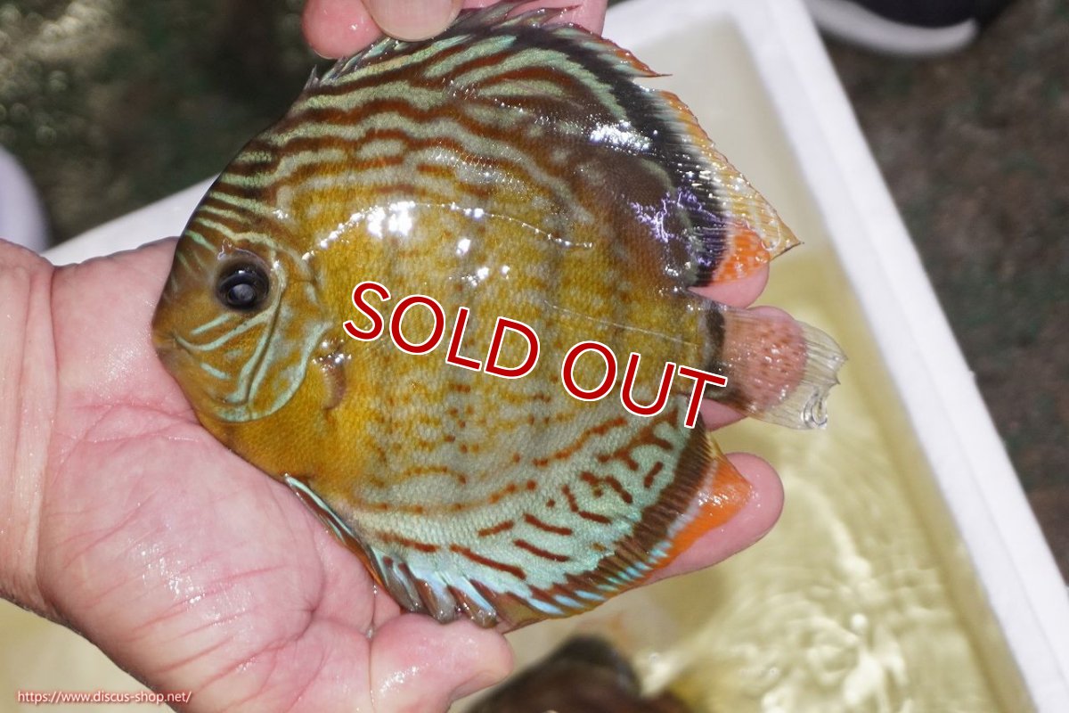 画像1: 【ワイルドディスカス】【通販】【今シーズン超希少種】アッパーテフェロイヤルグリーン（金目）【個体販売】15-16cm（生体）アッパーテフェ産 (1)