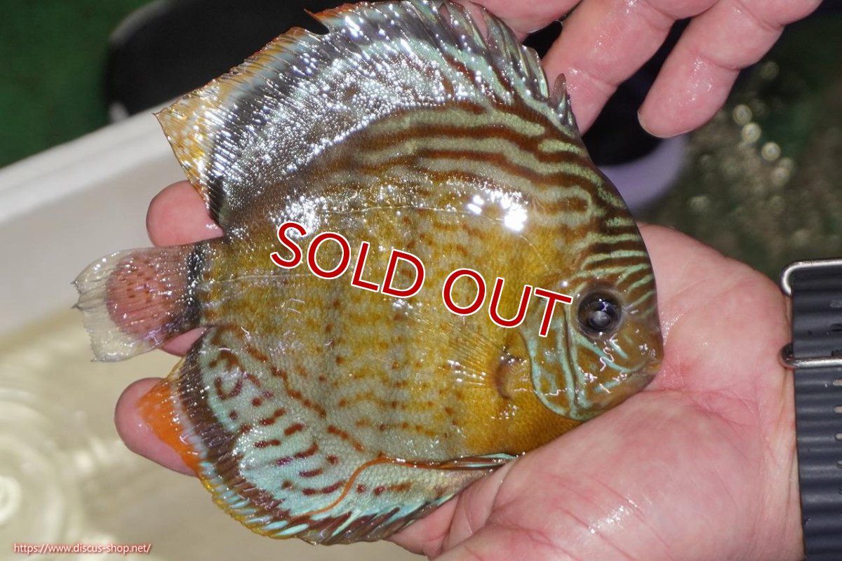 画像2: 【ワイルドディスカス】【通販】【今シーズン超希少種】アッパーテフェロイヤルグリーン（金目）【個体販売】15-16cm（生体）アッパーテフェ産 (2)