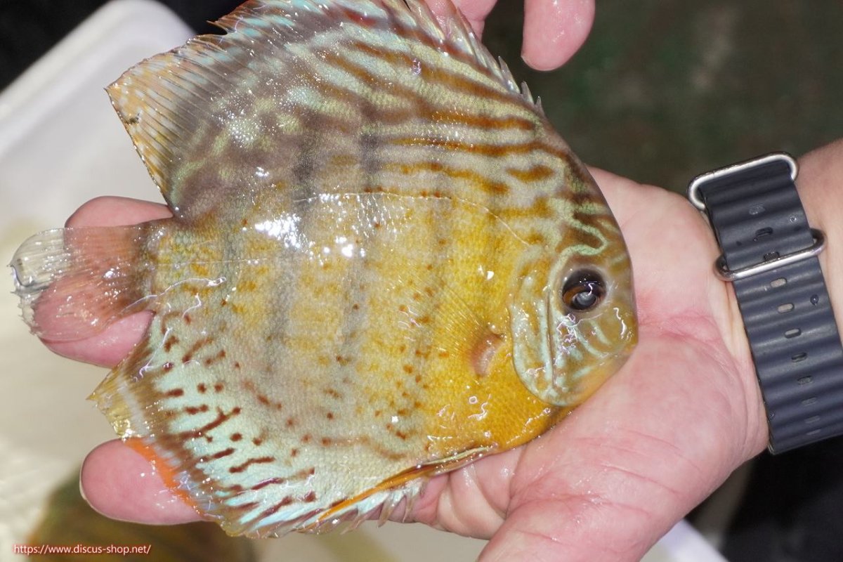 画像2: 【ワイルドディスカス】【通販】【今シーズン超希少種】アッパーテフェロイヤルグリーン（金目）【個体販売】15-16cm（生体）アッパーテフェ産 (2)