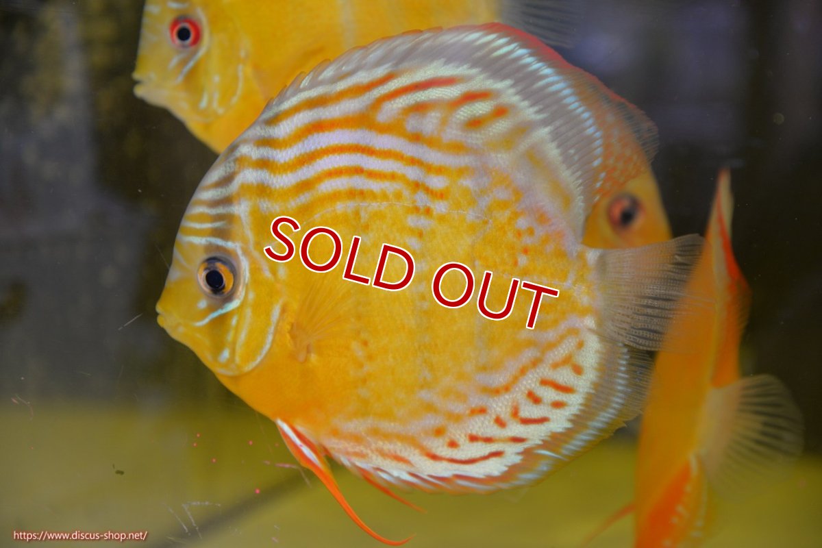 画像1: 【ワイルドディスカス】【通販】【今シーズン超希少種】アッパーテフェロイヤルグリーン（金目）【個体販売】15-16cm（生体）アッパーテフェ産 (1)