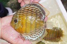 画像1: 【ワイルドディスカス】【通販】【今シーズン超希少種】アッパーテフェロイヤルグリーン（金目）【個体販売】15-16cm（生体）アッパーテフェ産 (1)