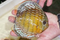 画像2: 【ワイルドディスカス】【通販】【今シーズン超希少種】アッパーテフェロイヤルグリーン（金目）【個体販売】15-16cm（生体）アッパーテフェ産 (2)