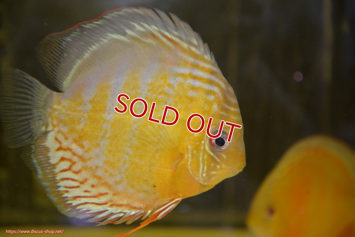 画像1: 【30周年記念セール対象個体】【ワイルドディスカス】【通販】【今シーズン超希少種】アッパーテフェロイヤルグリーン（金目）【個体販売】15-16cm（生体）アッパーテフェ産 (1)