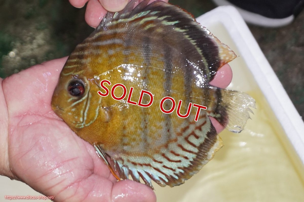 画像2: 【30周年記念セール対象個体】【ワイルドディスカス】【通販】【今シーズン超希少種】アッパーテフェロイヤルグリーン（金目）【個体販売】15-16cm（生体）アッパーテフェ産 (2)
