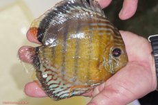 画像2: 【ワイルドディスカス】【通販】【今シーズン超希少種】アッパーテフェロイヤルグリーン（金目）【個体販売】15-16cm（生体）アッパーテフェ産 (2)