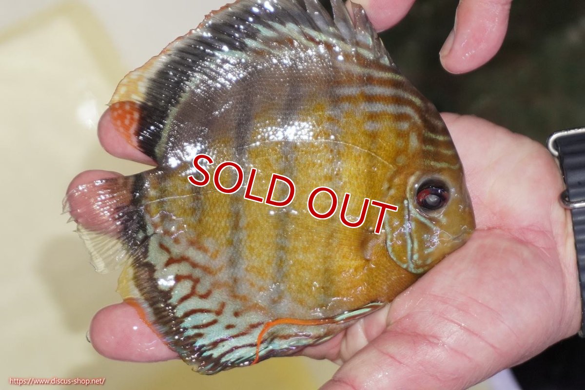 画像3: 【30周年記念セール対象個体】【ワイルドディスカス】【通販】【今シーズン超希少種】アッパーテフェロイヤルグリーン（金目）【個体販売】15-16cm（生体）アッパーテフェ産 (3)