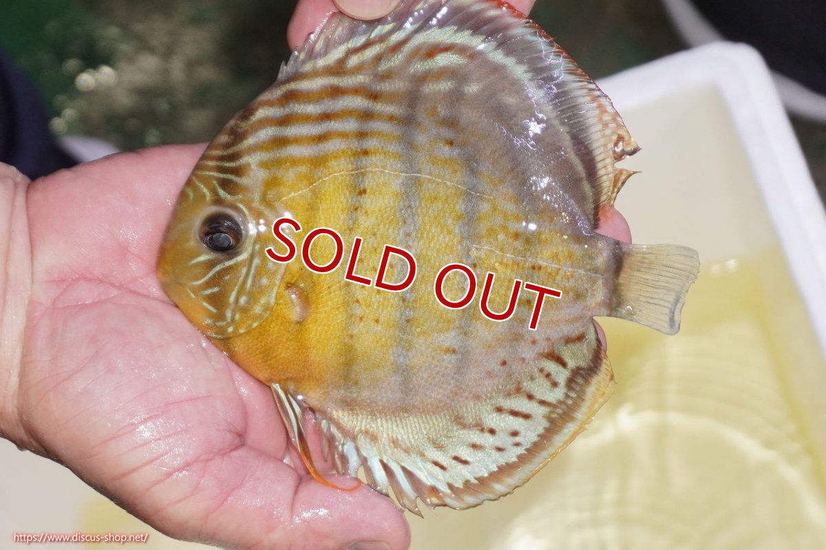 画像1: 【ワイルドディスカス】【通販】【今シーズン超希少種】アッパーテフェロイヤルグリーン（金目）【個体販売】15-16cm（生体）アッパーテフェ産 (1)