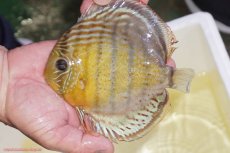 画像1: 【ワイルドディスカス】【通販】【今シーズン超希少種】アッパーテフェロイヤルグリーン（金目）【個体販売】15-16cm（生体）アッパーテフェ産 (1)