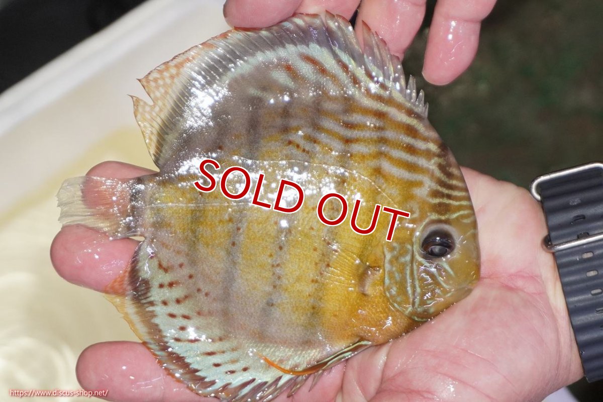 画像2: 【ワイルドディスカス】【通販】【今シーズン超希少種】アッパーテフェロイヤルグリーン（金目）【個体販売】15-16cm（生体）アッパーテフェ産 (2)