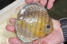 画像2: 【ワイルドディスカス】【通販】【今シーズン超希少種】アッパーテフェロイヤルグリーン（金目）【個体販売】15-16cm（生体）アッパーテフェ産 (2)