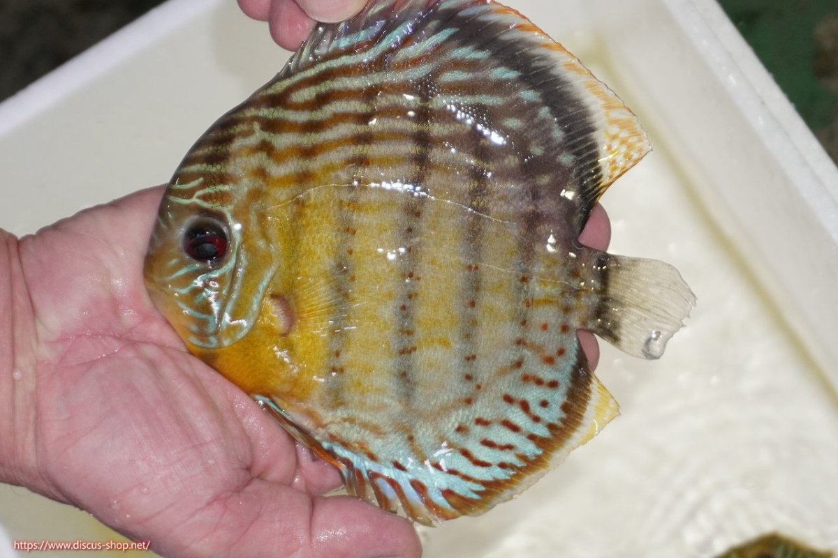 画像1: 【決算セール対象個体】【ワイルドディスカス】【通販】【今シーズン超希少種】アッパーテフェロイヤルグリーン【個体販売】15-16cm（生体）アッパーテフェ産 (1)