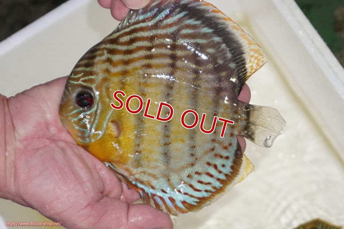 画像1: 【決算セール対象個体】【ワイルドディスカス】【通販】【今シーズン超希少種】アッパーテフェロイヤルグリーン【個体販売】15-16cm（生体）アッパーテフェ産 (1)