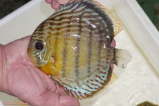 画像1: 【決算セール対象個体】【ワイルドディスカス】【通販】【今シーズン超希少種】アッパーテフェロイヤルグリーン【個体販売】15-16cm（生体）アッパーテフェ産 (1)