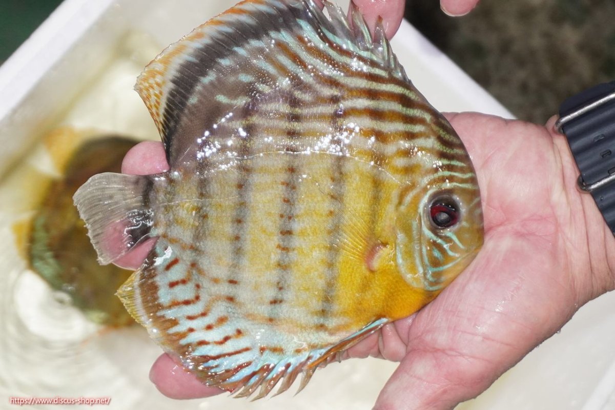 画像2: 【決算セール対象個体】【ワイルドディスカス】【通販】【今シーズン超希少種】アッパーテフェロイヤルグリーン【個体販売】15-16cm（生体）アッパーテフェ産 (2)