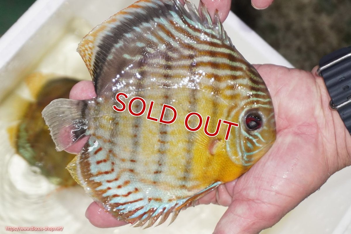 画像2: 【決算セール対象個体】【ワイルドディスカス】【通販】【今シーズン超希少種】アッパーテフェロイヤルグリーン【個体販売】15-16cm（生体）アッパーテフェ産 (2)