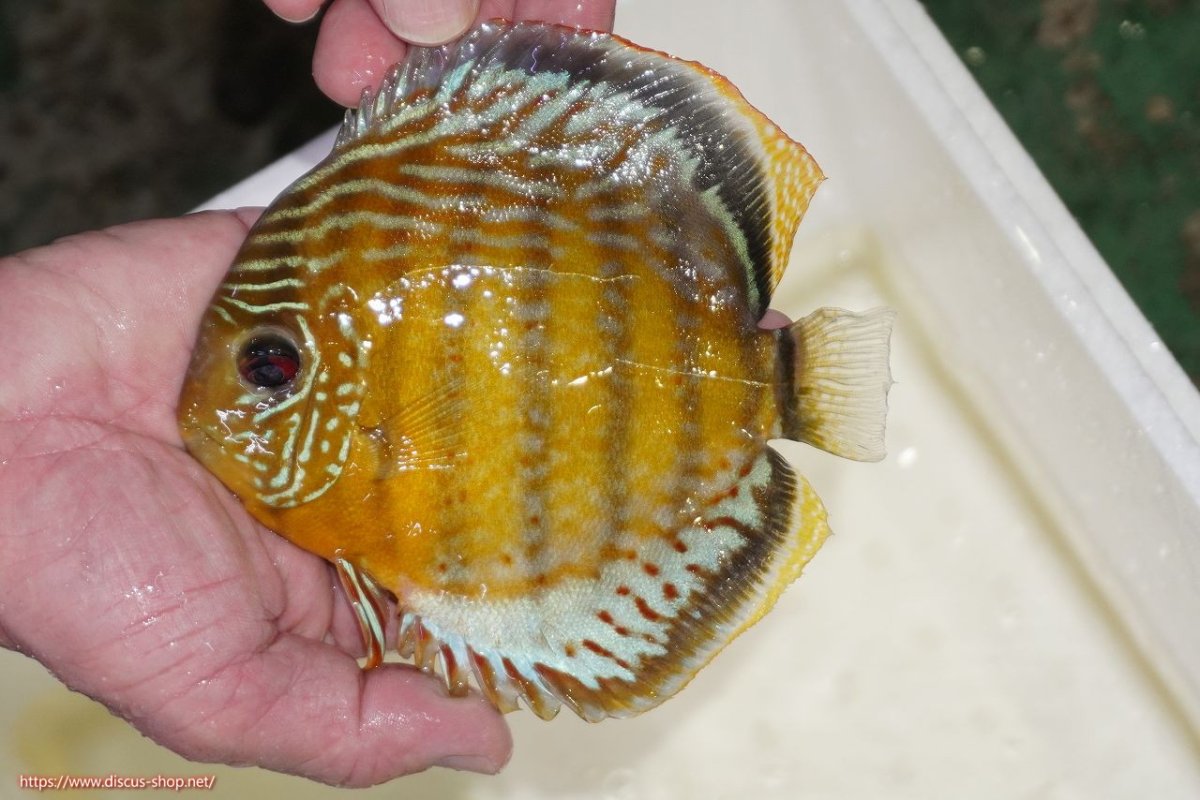 画像1: 【決算セール対象個体】【ワイルドディスカス】【通販】【今シーズン超希少種】アッパーテフェロイヤルグリーン【個体販売】15-16cm（生体）アッパーテフェ産 (1)