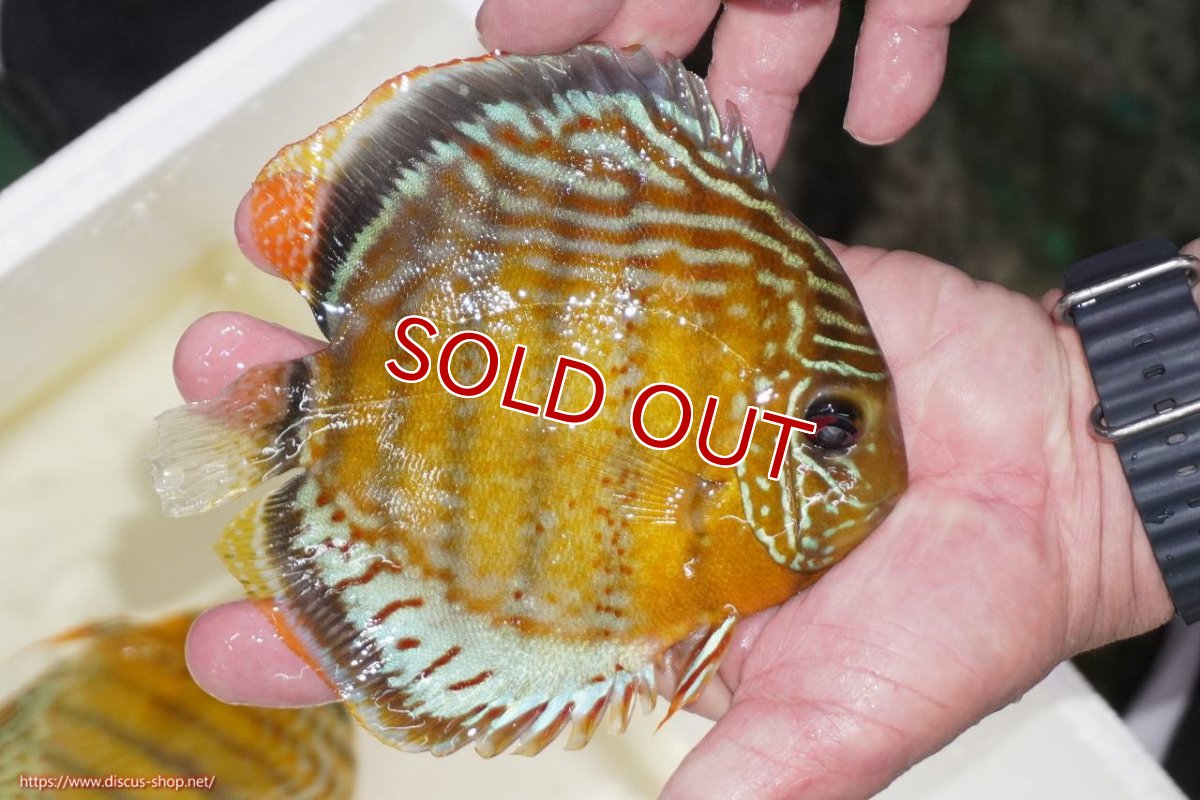 画像2: 【ワイルドディスカス】【通販】【今シーズン超希少種】アッパーテフェロイヤルグリーン【個体販売】15-16cm（生体）アッパーテフェ産 (2)