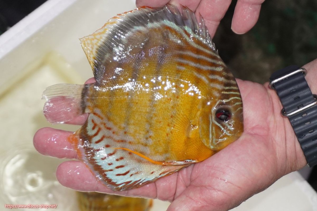 画像2: 【決算セール対象個体】【ワイルドディスカス】【通販】【今シーズン超希少種】アッパーテフェロイヤルグリーン【個体販売】15-16cm（生体）アッパーテフェ産 (2)