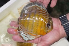 画像2: 【決算セール対象個体】【ワイルドディスカス】【通販】【今シーズン超希少種】アッパーテフェロイヤルグリーン【個体販売】15-16cm（生体）アッパーテフェ産 (2)