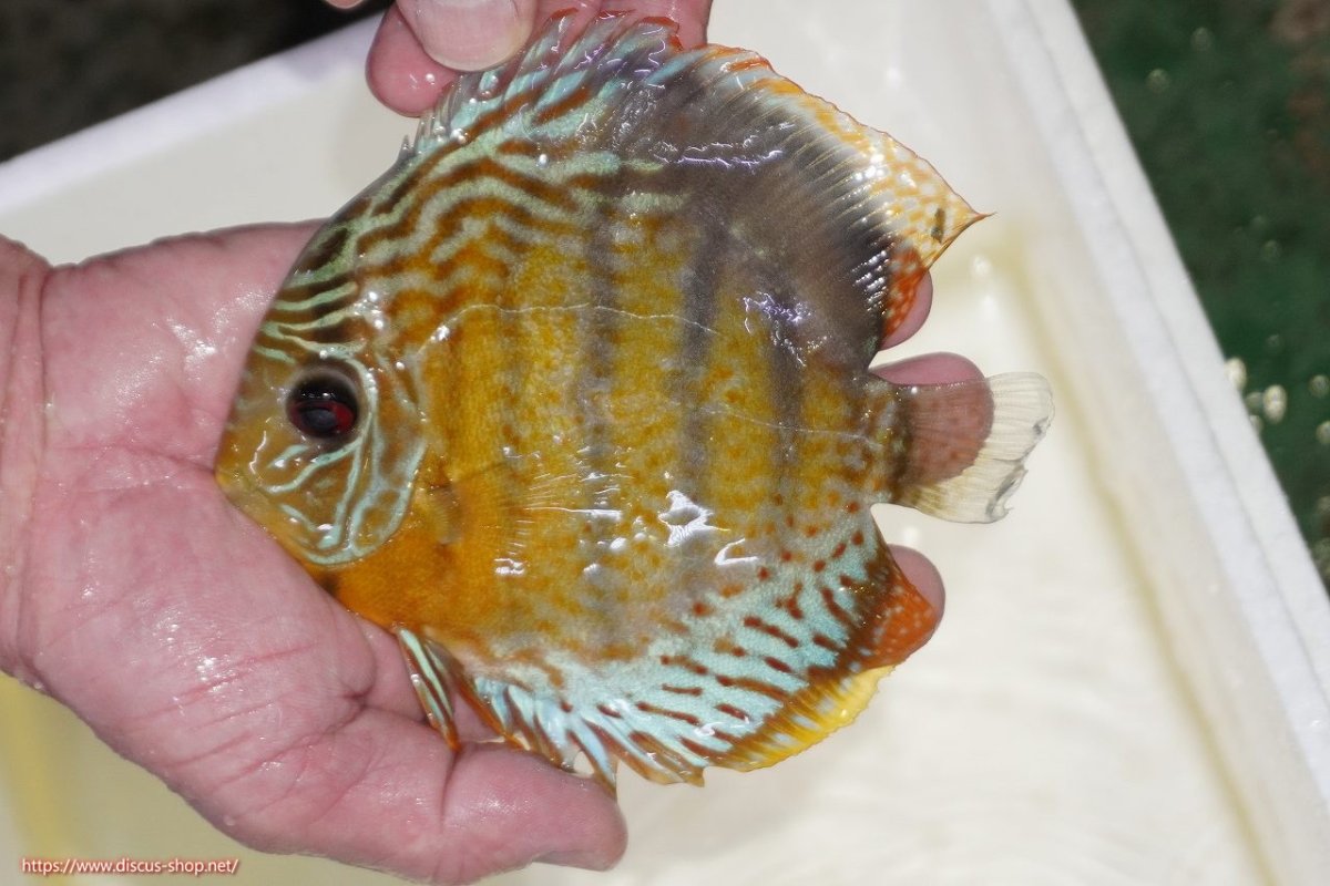 画像1: 【決算セール対象個体】【ワイルドディスカス】【通販】【今シーズン超希少種】アッパーテフェスポットグリーン【個体販売】15-16cm（生体）アッパーテフェ産 (1)