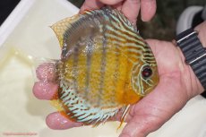 画像2: 【決算セール対象個体】【ワイルドディスカス】【通販】【今シーズン超希少種】アッパーテフェスポットグリーン【個体販売】15-16cm（生体）アッパーテフェ産 (2)