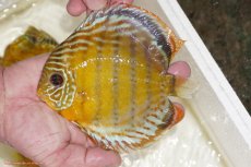 画像1: 【決算セール対象個体】【ワイルドディスカス】【通販】【今シーズン超希少種】アッパーテフェスポットグリーン【個体販売】15-16cm（生体）アッパーテフェ産 (1)