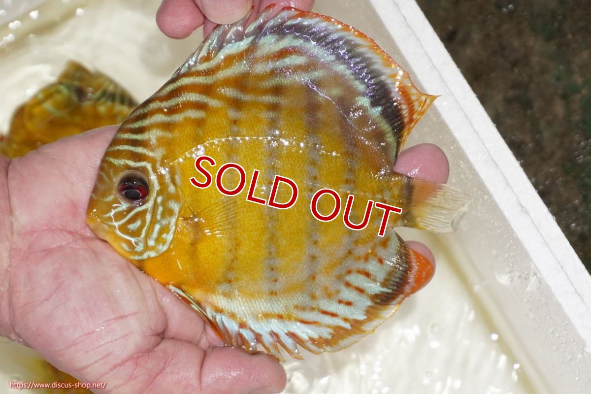 画像2: 【決算セール対象個体】【ワイルドディスカス】【通販】【今シーズン超希少種】アッパーテフェスポットグリーン【個体販売】15-16cm（生体）アッパーテフェ産 (2)