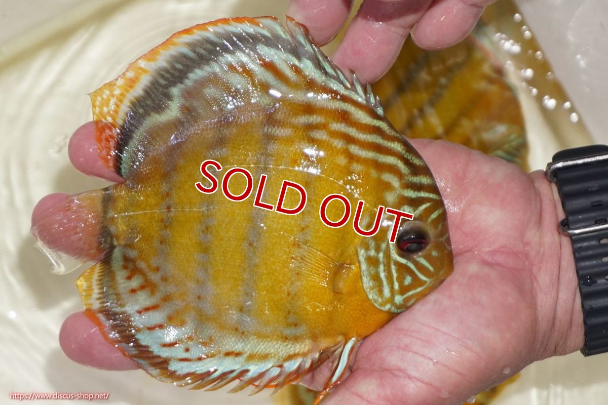 画像3: 【決算セール対象個体】【ワイルドディスカス】【通販】【今シーズン超希少種】アッパーテフェスポットグリーン【個体販売】15-16cm（生体）アッパーテフェ産 (3)