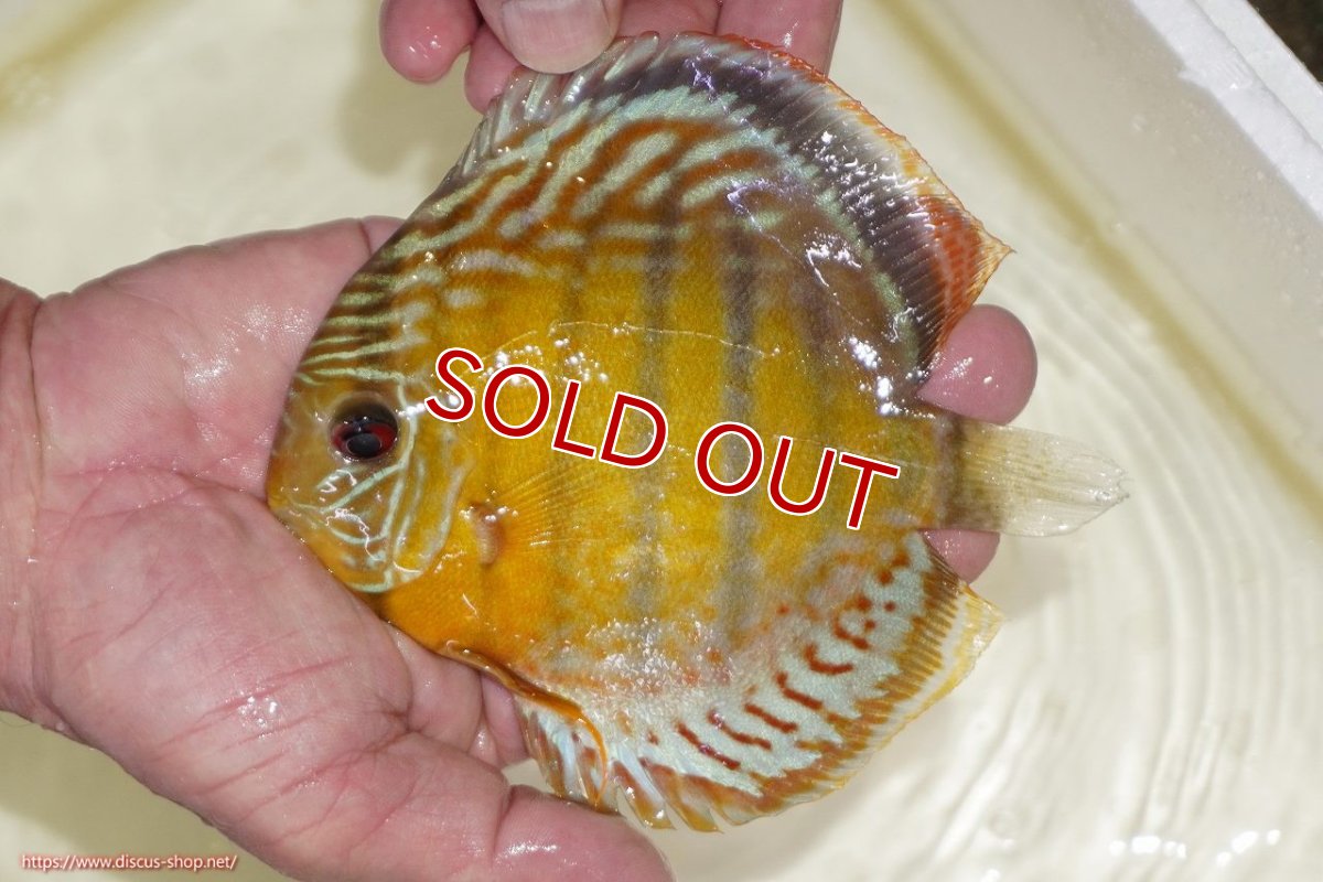 画像1: 【決算セール対象個体】【ワイルドディスカス】【通販】【今シーズン超希少種】アッパーテフェスポットグリーン【個体販売】15-16cm（生体）アッパーテフェ産 (1)