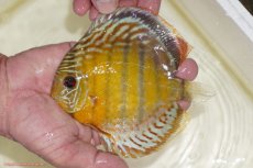 画像1: 【決算セール対象個体】【ワイルドディスカス】【通販】【今シーズン超希少種】アッパーテフェスポットグリーン【個体販売】15-16cm（生体）アッパーテフェ産 (1)