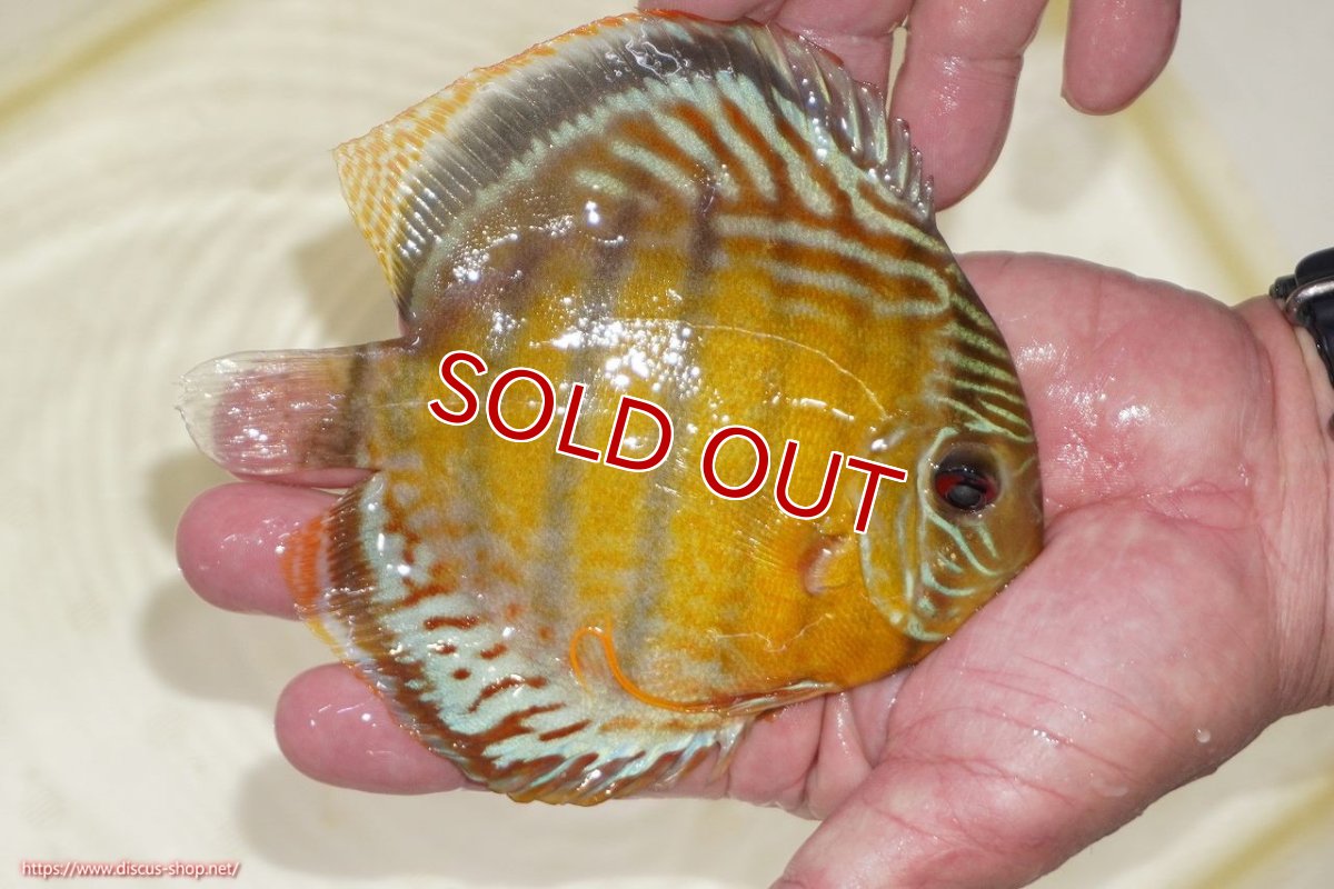 画像2: 【決算セール対象個体】【ワイルドディスカス】【通販】【今シーズン超希少種】アッパーテフェスポットグリーン【個体販売】15-16cm（生体）アッパーテフェ産 (2)