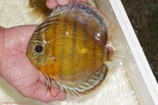 画像1: 【決算セール対象個体】【ワイルドディスカス】【通販】【今シーズン超希少種】アッパーテフェスポットグリーン【個体販売】15-16cm（生体）アッパーテフェ産 (1)