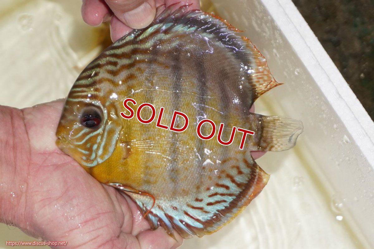 画像1: 【決算セール対象個体】【ワイルドディスカス】【通販】【今シーズン超希少種】アッパーテフェスポットグリーン【個体販売】15-16cm（生体）アッパーテフェ産 (1)