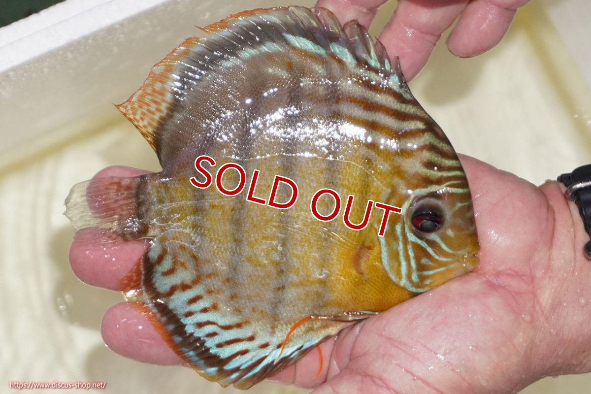 画像2: 【決算セール対象個体】【ワイルドディスカス】【通販】【今シーズン超希少種】アッパーテフェスポットグリーン【個体販売】15-16cm（生体）アッパーテフェ産 (2)