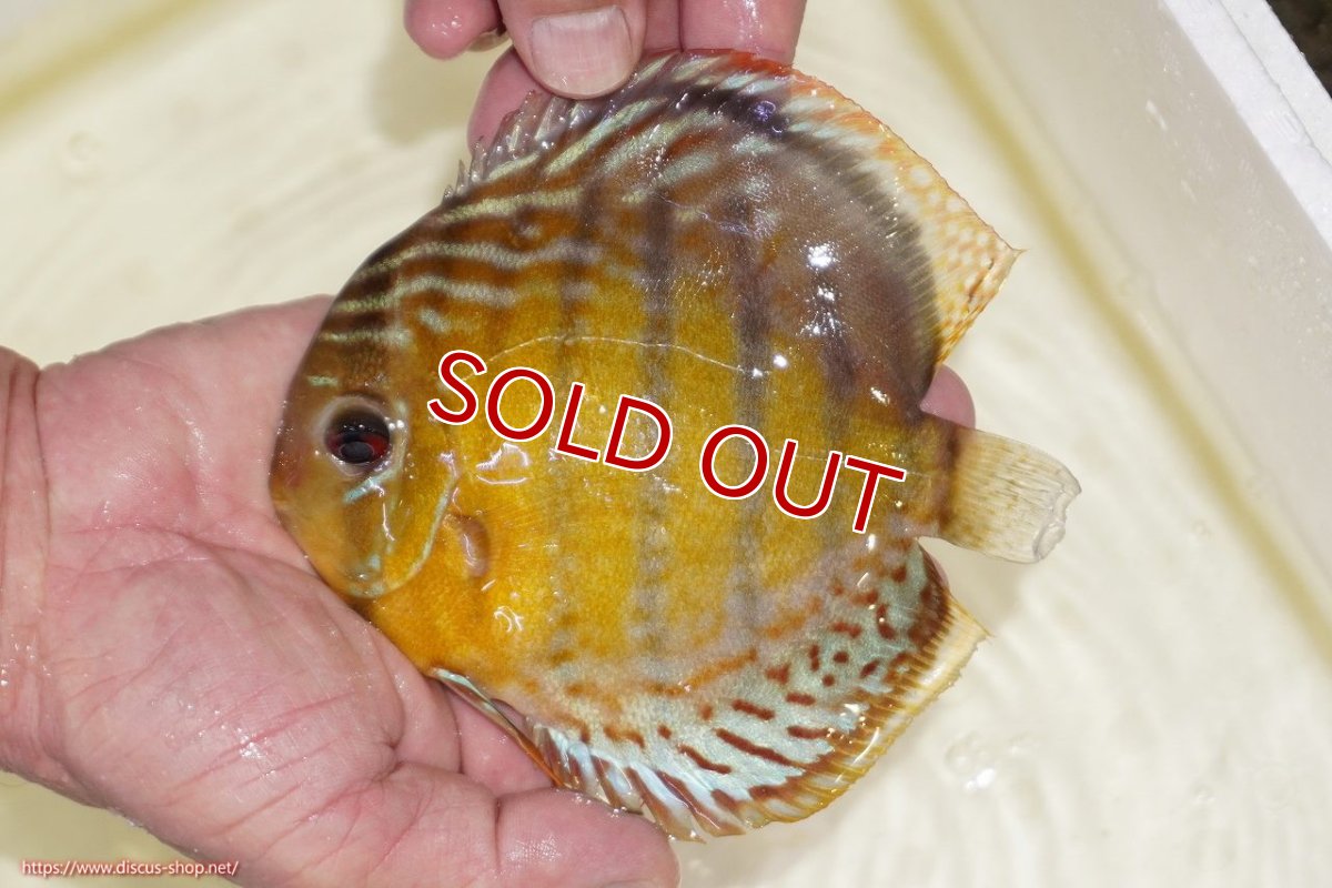 画像1: 【30周年記念セール対象個体】【ワイルドディスカス】【通販】【今シーズン超希少種】アッパーテフェスポットグリーン【個体販売】15-16cm（生体）アッパーテフェ産 (1)