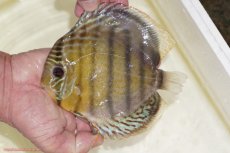 画像1: 【決算セール対象個体】【ワイルドディスカス】【通販】【今シーズン超希少種】アッパーテフェスポットグリーン【個体販売】15-16cm（生体）アッパーテフェ産 (1)