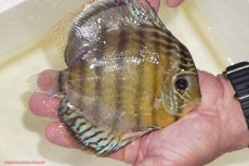 画像2: 【決算セール対象個体】【ワイルドディスカス】【通販】【今シーズン超希少種】アッパーテフェスポットグリーン【個体販売】15-16cm（生体）アッパーテフェ産 (2)