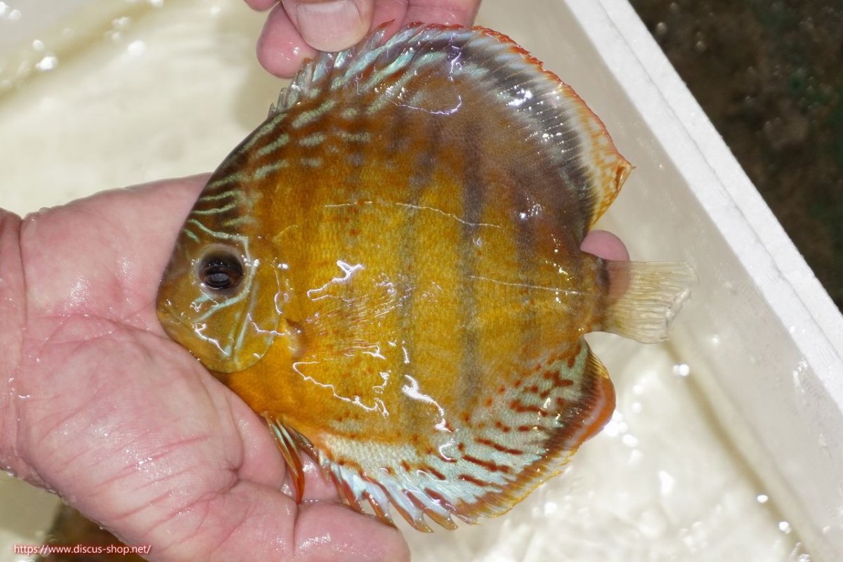 画像1: 【決算セール対象個体】【ワイルドディスカス】【通販】【今シーズン超希少種】アッパーテフェロイヤルグリーン（金目）【個体販売】15-16cm（生体）アッパーテフェ産 (1)