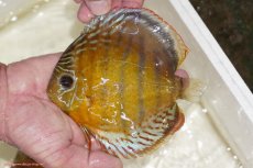 画像1: 【決算セール対象個体】【ワイルドディスカス】【通販】【今シーズン超希少種】アッパーテフェロイヤルグリーン（金目）【個体販売】15-16cm（生体）アッパーテフェ産 (1)