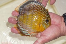 画像2: 【決算セール対象個体】【ワイルドディスカス】【通販】【今シーズン超希少種】アッパーテフェロイヤルグリーン（金目）【個体販売】15-16cm（生体）アッパーテフェ産 (2)