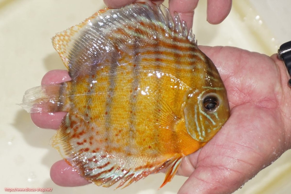 画像2: 【決算セール対象個体】【ワイルドディスカス】【通販】【今シーズン超希少種】アッパーテフェロイヤルグリーン（金目）【個体販売】15-16cm（生体）アッパーテフェ産 (2)