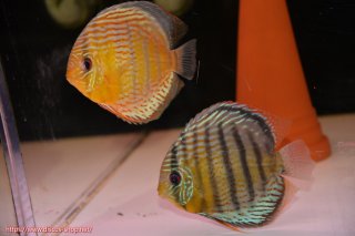 ワイルドディスカスペア ディスカス\販売形式\個体ペア販売 - ペットバルーンEX ワイルド