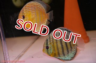 ディスカス\販売形式\個体ペア販売 - ペットバルーンEX ワイルド ディスカス\販売形式\個体ペア販売 - ペットバルーンEX ワイルド