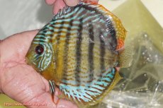 画像3: 【ワイルドディスカス】【通販】【今シーズン超希少種】アッパーテフェロイヤルグリーン【個体ペア販売】15-16cm（生体）アッパーテフェ産 (3)