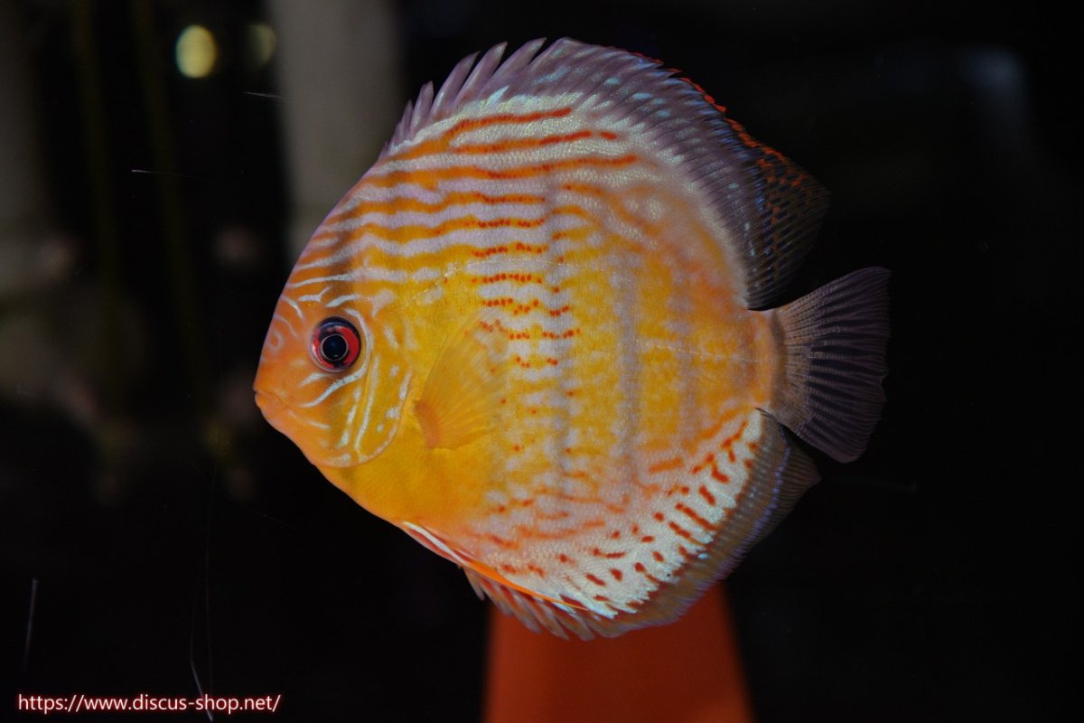 画像5: 【ワイルドディスカス】【通販】【今シーズン超希少種】アッパーテフェロイヤルグリーン【個体ペア販売】15-16cm（生体）アッパーテフェ産 (5)