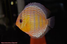 画像5: 【ワイルドディスカス】【通販】【今シーズン超希少種】アッパーテフェロイヤルグリーン【個体ペア販売】15-16cm（生体）アッパーテフェ産 (5)