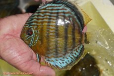 画像6: 【ワイルドディスカス】【通販】【今シーズン超希少種】アッパーテフェロイヤルグリーン【個体ペア販売】15-16cm（生体）アッパーテフェ産 (6)