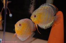 画像1: 【ワイルドディスカス】【通販】【今シーズン超希少種】アッパーテフェロイヤルグリーン【個体ペア販売】15-16cm（生体）アッパーテフェ産 (1)