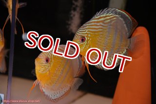 ディスカス\販売形式\個体ペア販売 - ペットバルーンEX ワイルド 